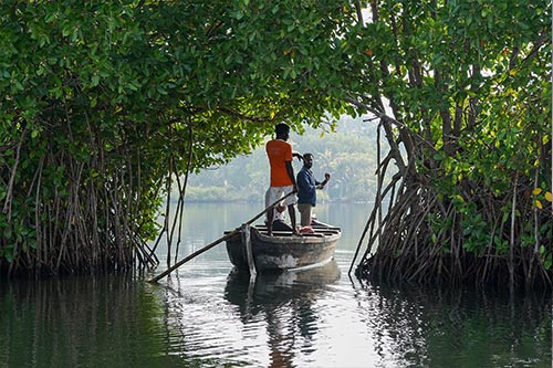 Mangrove forests